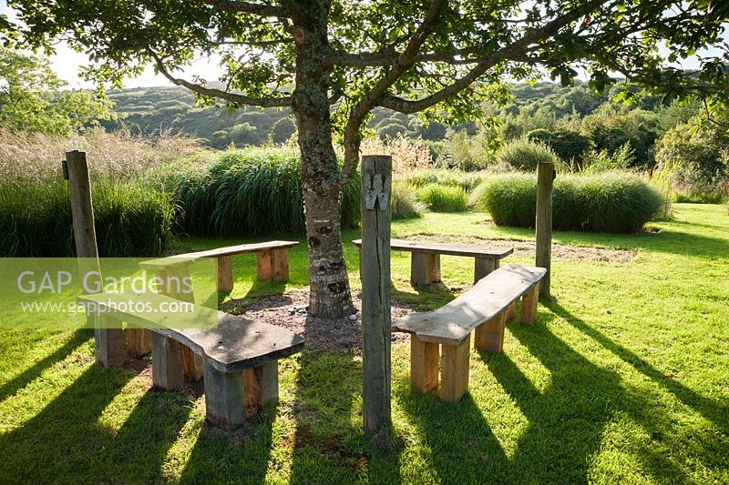 Quercus petraea, the sessile oak, planted in memory of Christina's brother Nicholas, surrounded by four benches, set in a field of grasses, Nicky's Field. Dyffryn Fernant, Fishguard, Pembrokeshire, Wales, UK