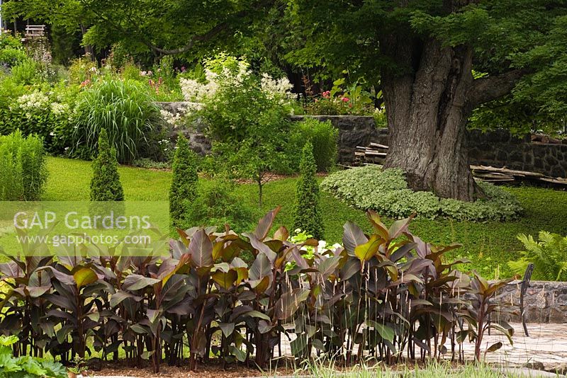 Border planted with Canna - Indian shot plants, large Acer - Maple tree underplanted with Aegopodium - Goutweed plants in the background in private front yard country estate garden in summer, Quebec, Canada