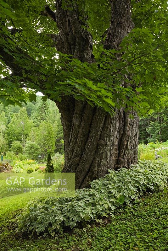 Large Acer - Maple tree trunk underplanted with Aegopodium - Goutweed plants n private front yard country estate garden in summer, Quebec, Canada