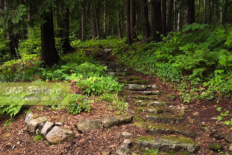 Path of natural stone steps in undergrowth leading into forest of Cedrus - Cedar trees in private backyard country estate garden in summer, Quebec, Canada