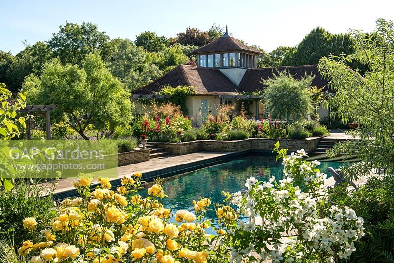 A view across a border with Rosa 'Graham Thomas' and Philadelphus 'Belle Etoile' to the swimming pool and pool house. Trees include Fraxinus angustifolia 'Raywood' and Pyrus salicifolia 'Pendula'.