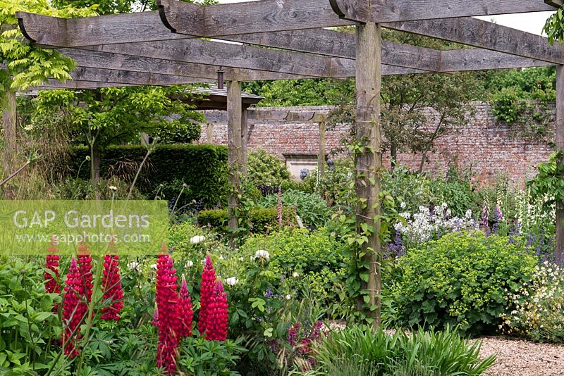 A wooden pergola underplanted with lupins, roses, foxgloves and lady's mantle.