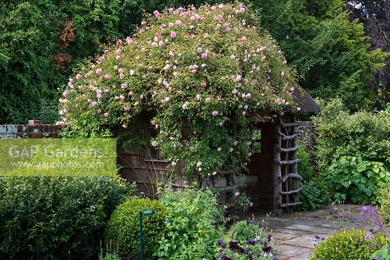 A wooden, thatched summer house covered with Rosa 'Paul Noel', a rambling rose.