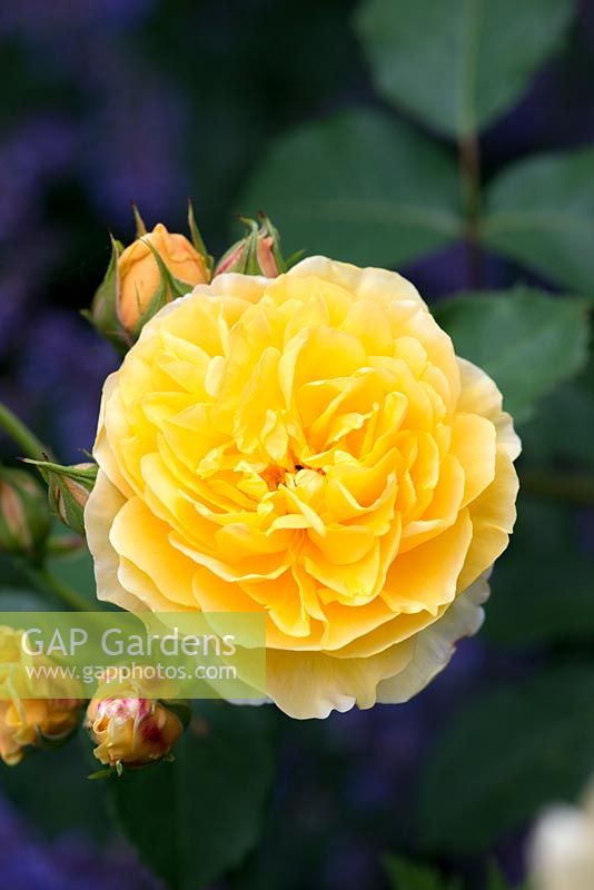 Rosa 'Graham Thomas', English rose, double flowered