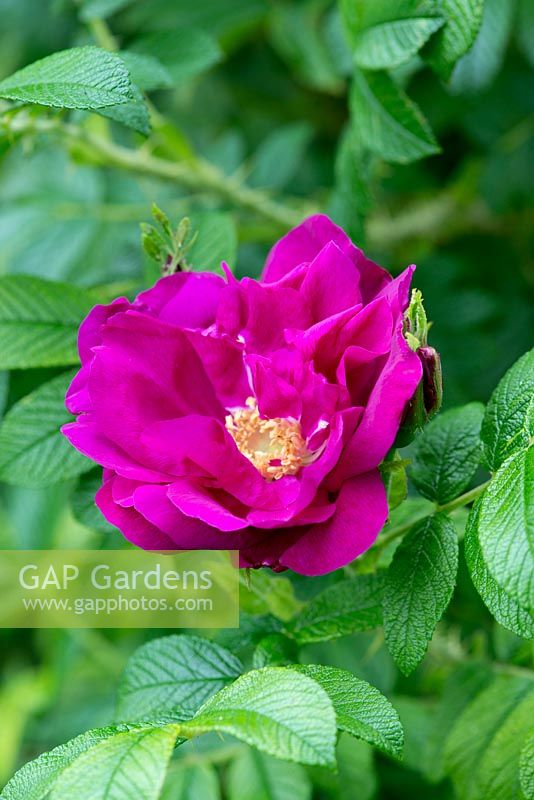 Rosa rugosa 'Roseraie de L'Hay', shrub rose