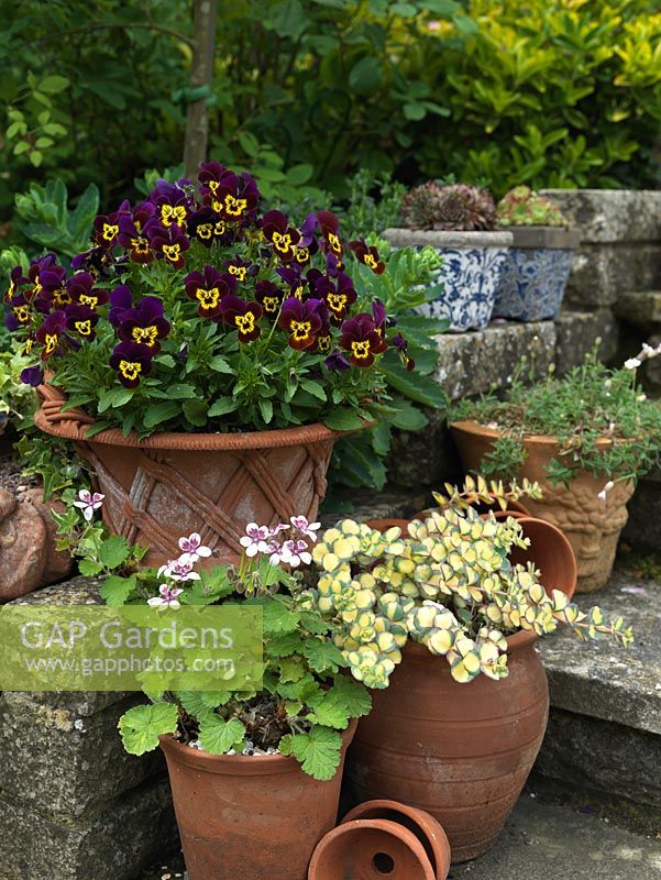 A colourful grouping of terracotta containers planted with Pelargoniums, variegated Sedum and Violas.