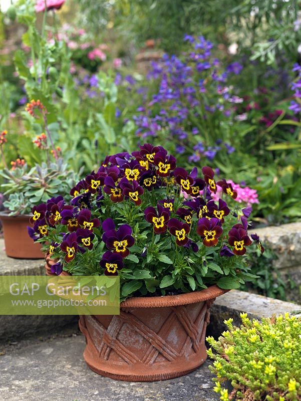 Bright purple and yellow pansies in a decorative terracotta container.