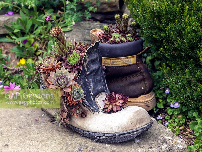 A discarded pair of men's working boots have a new lease of life as a plant container filled with Sempervivums