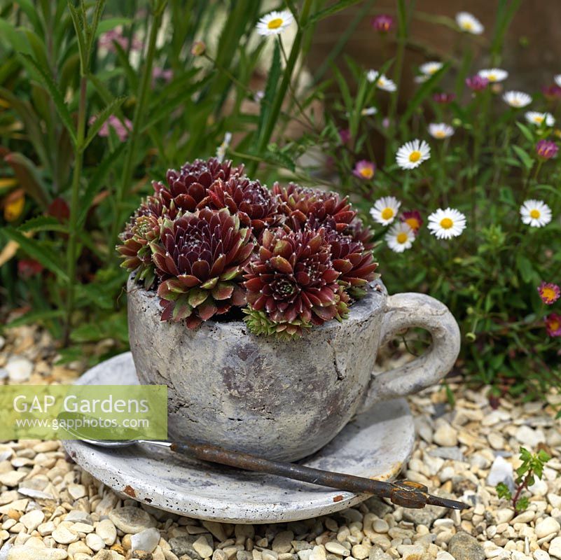 A decorative tea cup planted with Sempervivums