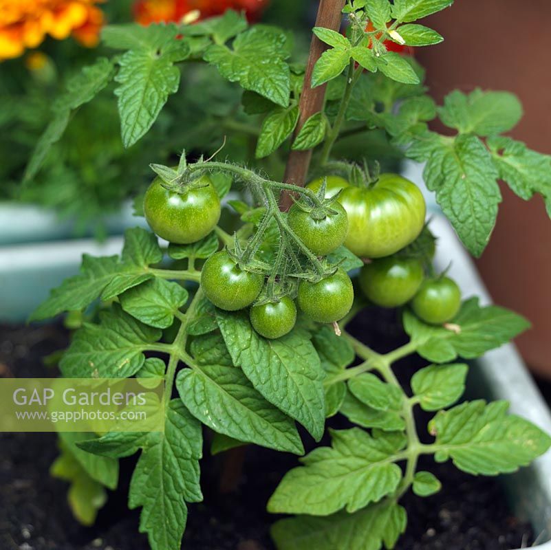 Ripening tomatoes growing in a metal container.