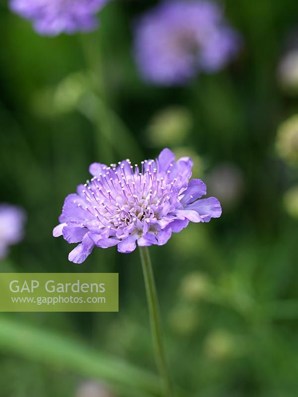 Scabious, a nectar rich hardy annual, attractive to bees.