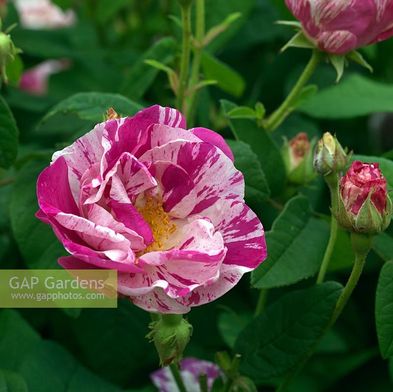 Rosa mundi, a bi-coloured Gallica rose with large semi double flowers.