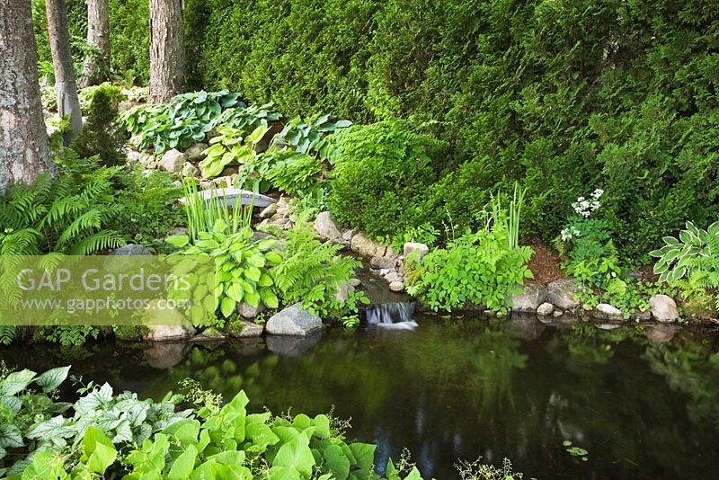 Pond with grey wooden footbridge over man-made creek with cascading waterfall bordered by Hosta and Pteridophyta, Thuja occidentalis - Cedar tree hedge in backyard garden in summer, Quebec, Canada