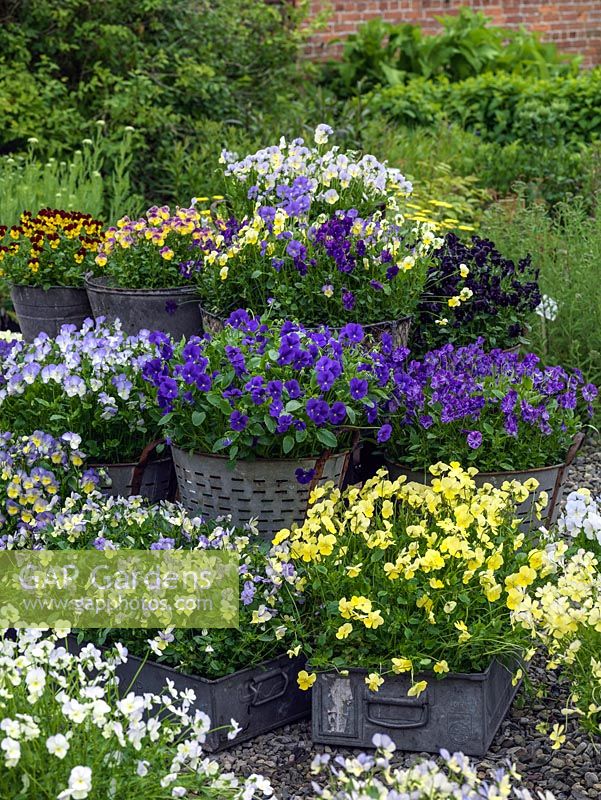 Large buckets and trays of perennial violas on display which - from top down, left to right include Charlotte, Jackanapes, Nora, Raven, Fiona Lawrenson, Avril Lawson, Elaine Quin, Blue Moon, Columbine, Belshie.