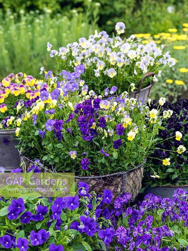 Hardy perennial violas in pots. Back left - Nora. Far back - Charlotte. Far right - Raven. Front - Avril Lawson and Elaine Quinn. In central basket - Aspacia, Perry's Pride and Jupiter.
