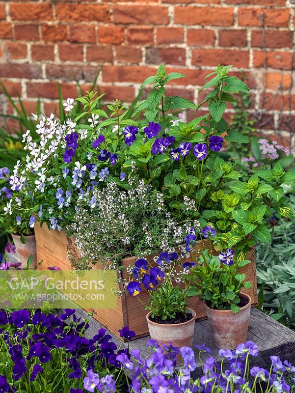 Old wine box planted with hardy perennial violas - white Purity, pink V. cornuta Victoria's Blush, pale blue and white Desdemona, purple Annette Ross and stripy Rebecca. In clay pot to right, Columbine.