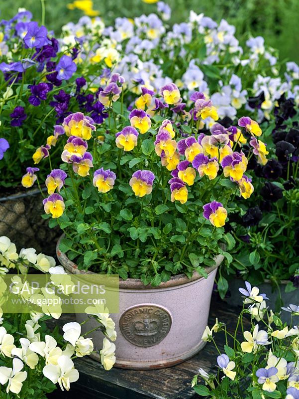 Viola 'Nora', a perennial viola with sweet, rounded flowers that gradate from pinkish purple down to yellow.