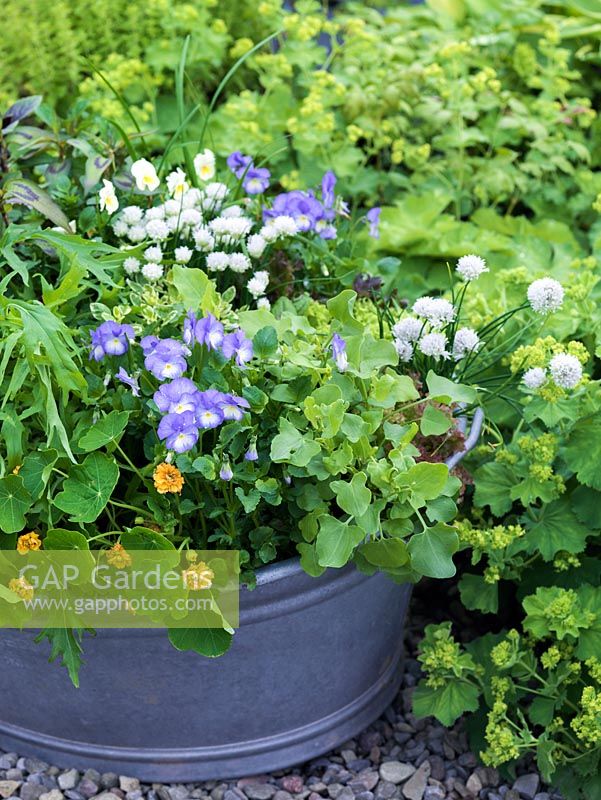 Old wash tub planted with edible flowers and leaves. Viola Lucy. White chives. Double Nasturtium Margaret Long. Rocket, African blue basil and Vietnamese coriander.
