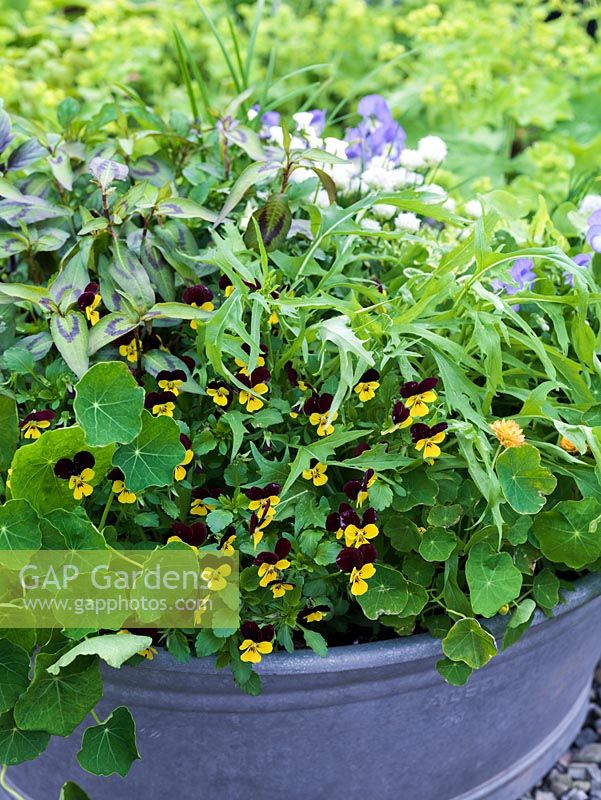 Old wash tub planted with edible flowers and leaves. Violas Jackanapes and Lucy. White chives. Double Nasturtium Margaret Long. Rocket, African blue basil and Vietnamese coriander.