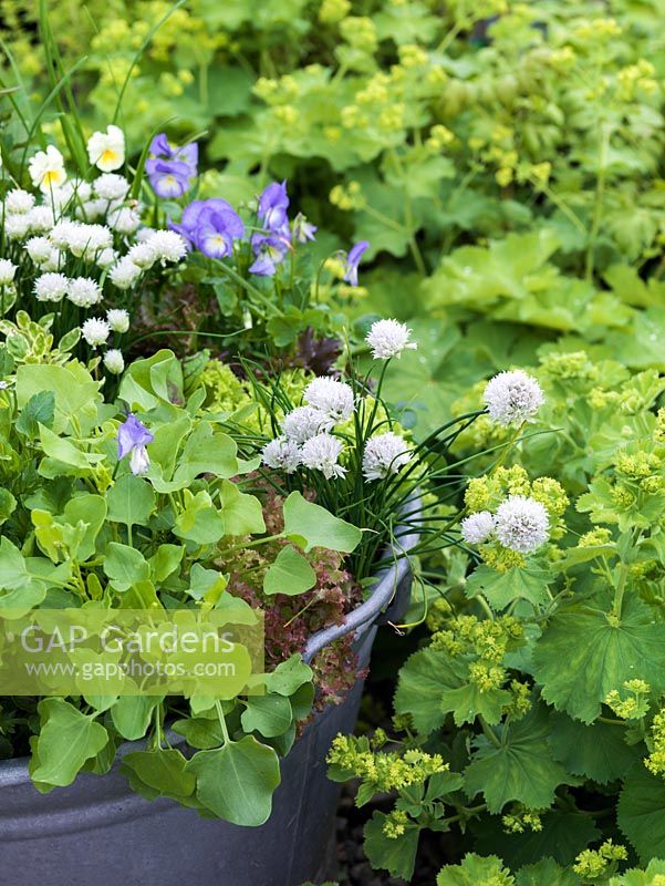 Old wash tub planted with edible flowers and leaves. Viola Lucy. White chives. African blue basil.