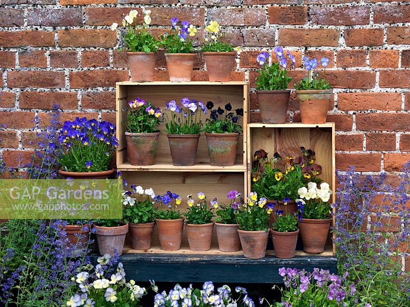 Displayed in old wine boxes, against brick wall, pots of hardy perennial violas. From top, left to right. Palmer's White, Delia, V. cornuta Pat Kavanagh, Lucy, Katerina. Middle - Nora, Columbine, Raven. Bottom shelf Ardross Gem, Myfanwy, white Purity, Julian, Mark's Dainty, Letitia, Mark's Dainty, Irish Molly, Ardross Gem, Purity. Below: Josie, Helen Dillon and Vita.Using free-of-charge, salvaged boxes, this is good idea for introducing additional growing area into a cramped space.