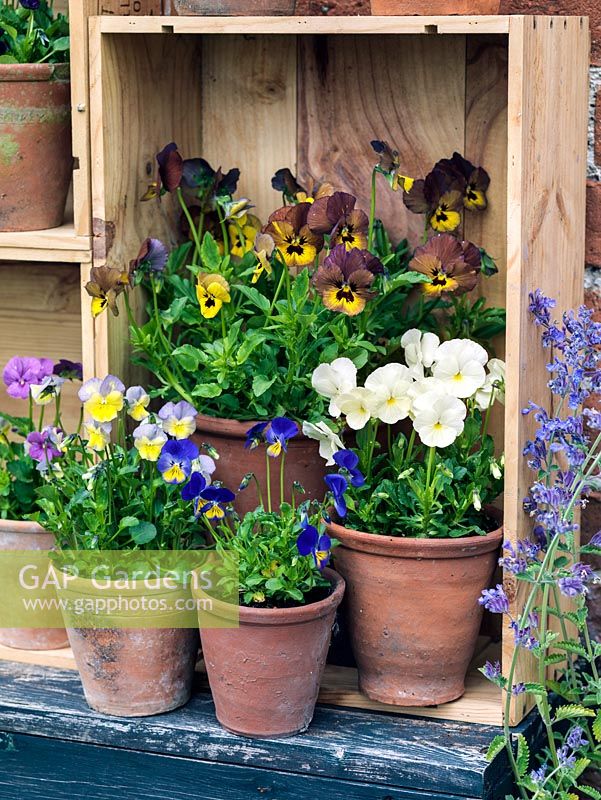 Displayed in old wine boxes, against brick wall, pots of hardy perennial violas.  Mark's Dainty, Irish Molly, Ardross Gem, Purity.