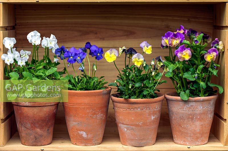 Displayed in old wine boxes, against brick wall, pots of hardy perennial violas. From top, left to right. Purity, Ardross Gem, Mark's Dainty and Nora.