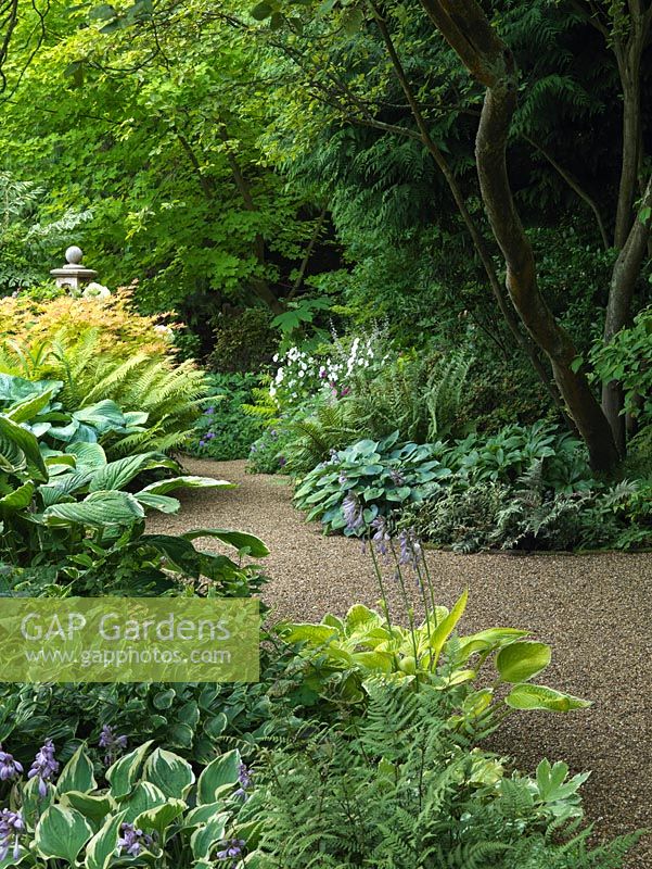 Gravel path descends past leafy beds of hosta, Solomon's seal, fern, brunnera, acer, hydrangea, mallow and verbena. Huge old Amelanchier casts shade from above.