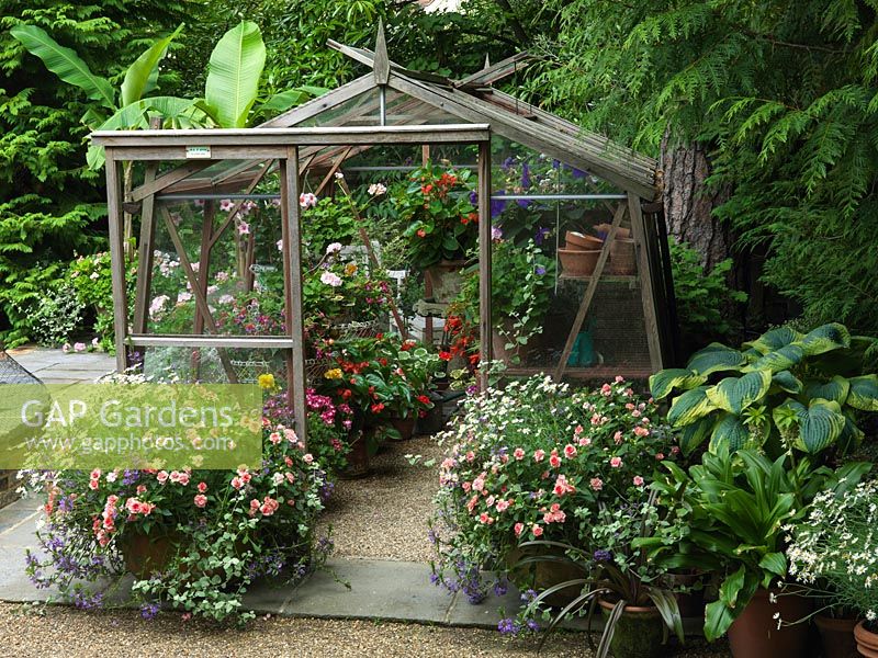 Greenhouse edged in pots of hosta, eucomis, banana, busy lizzies - Impatiens Pink Ruffles, marguerite, scaevola, geranium, helichrysum. Inside - tibouchina, pelargonium, begonia.
