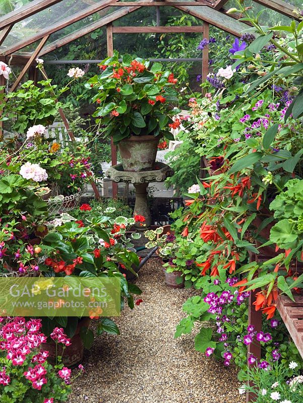 Greenhouse filled with pots of tibouchina, pelargonium, begonia, fuchsia, geranium.