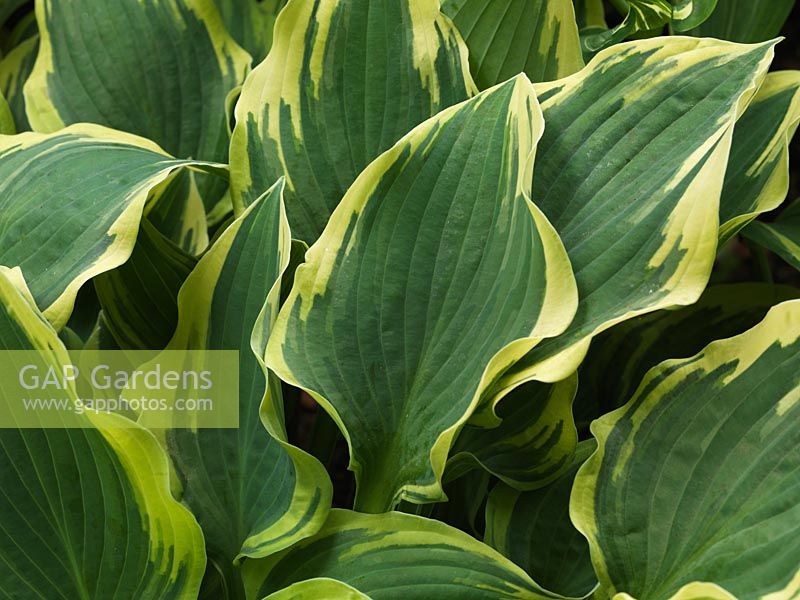 Hosta Queen Iona, plantain lily, a leafy perennial with ovate  leaves with ribbed, matt green inners and narrow margins of yellowish green. Spring until autumn.