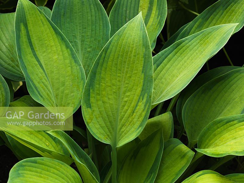 Hosta Emerald Tiara, plantain lily, a leafy perennial with lance-shaped, bright green, wavy leaves with darkk splashes down the margins. Spring until autumn.