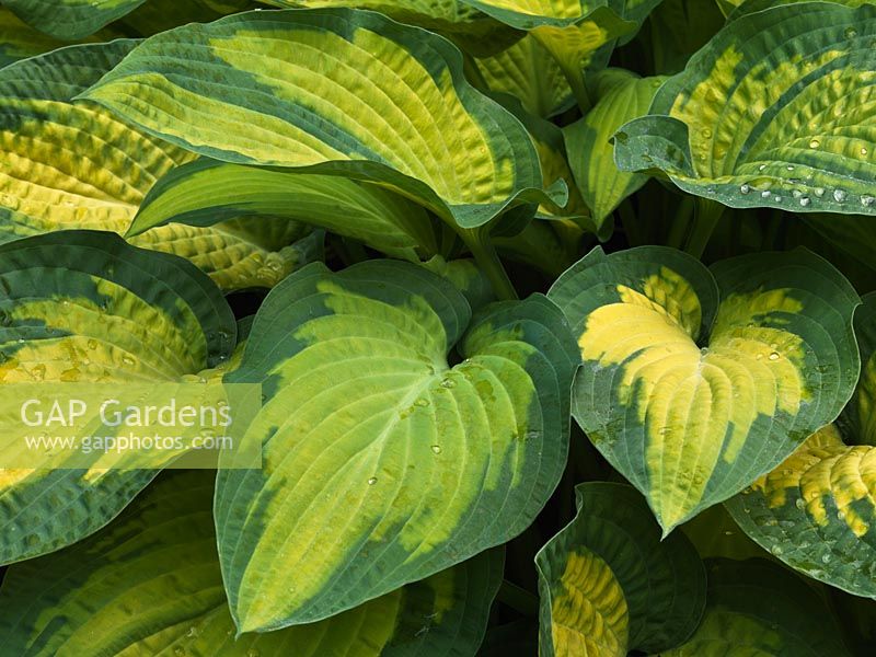Hosta tokudama Aureonebulosa, plantain lily, a leafy perennial with cupped, heart-shaped green yellow leaves, irregularly margined and splashed deep blue green. Spring.