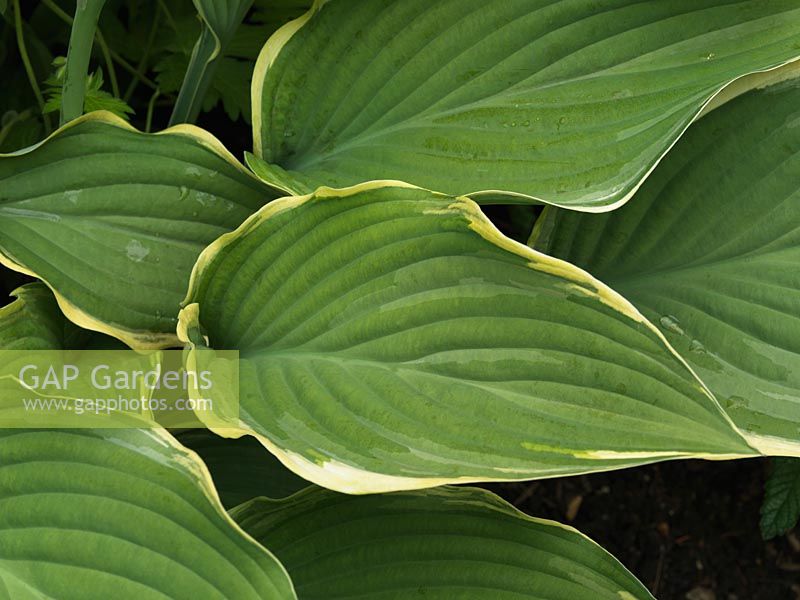 Hosta Regal Splendour, plantain lily, a leafy perennial with thick, deeply veined, pointed grey-green leaves with slender margins varying from white to yellow. Spring to autumn.