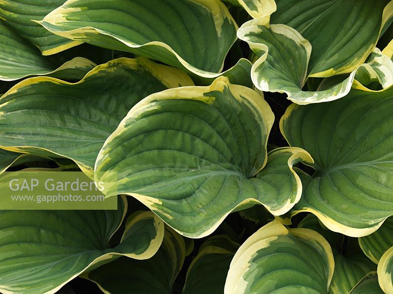 Hosta fluctuans Sagae, plantain lily, a leafy perennial with long lance-shaped, wavy and creamy margined leaves. Dull olive green above, glaucous beneath. Spring to autumn.