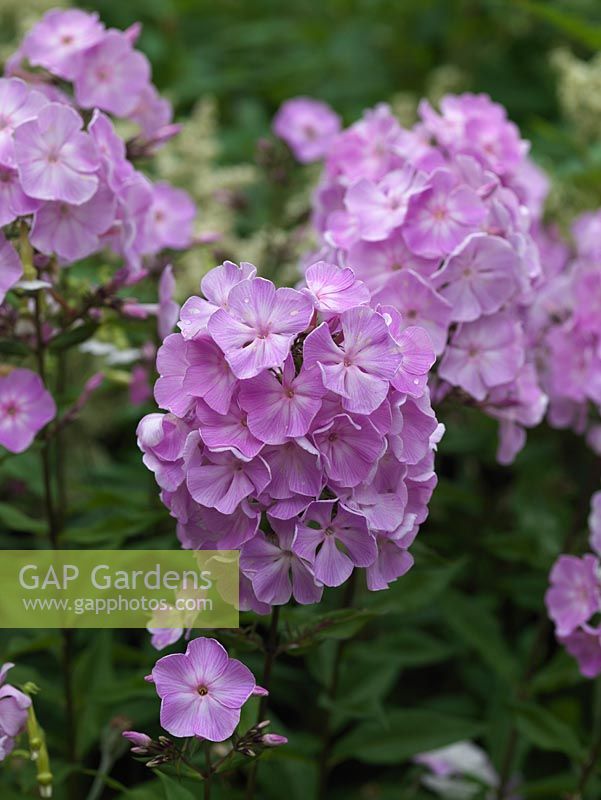 Phlox paniculata Franz Schubert, a herbaceous perennial with tall stalks bearing clusters of flowers, clear lilac pink with slightly paler centres.