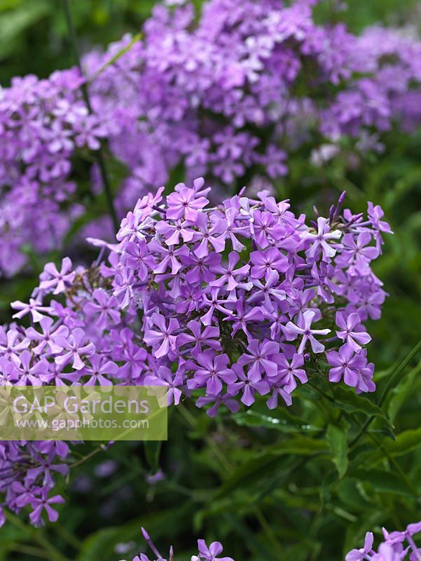Phlox paniculata, a herbaceous perennial with tall stalks bearing clusters of flowers, in pale to dark lilac