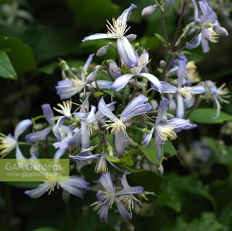 Clematis jouiana Praecox, from late summer bears pale blue, star-like flowers.