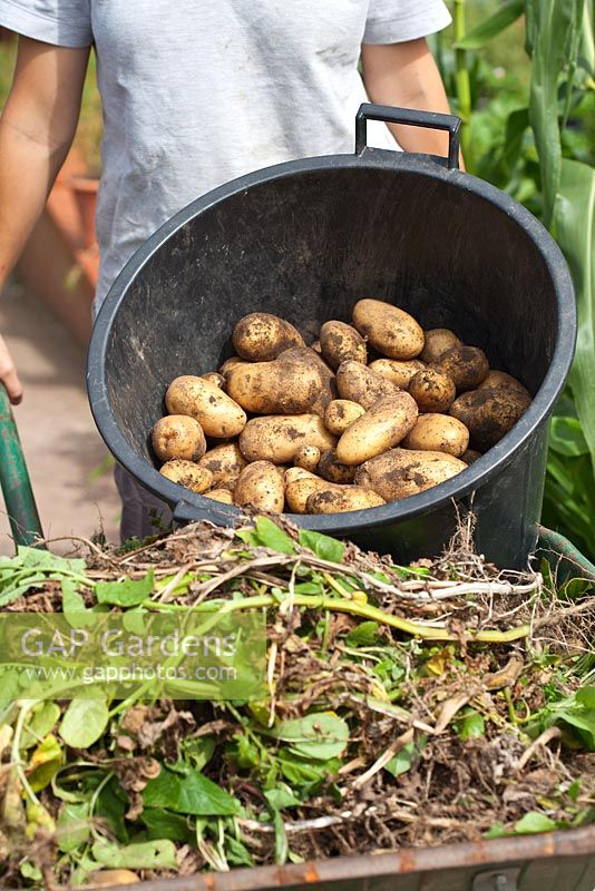 Harvesting Potatoes 'Sharpe's Express' in bucket, with a wheelbarrow of the haulms 