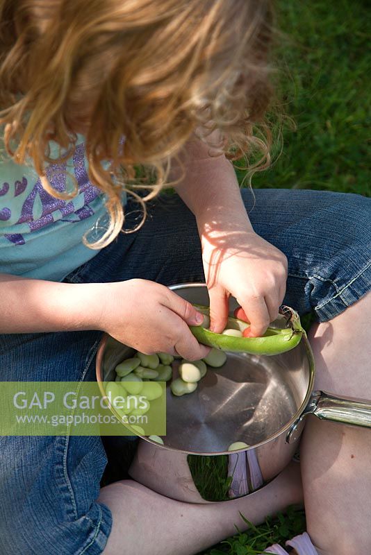 A young girl podding broad beans