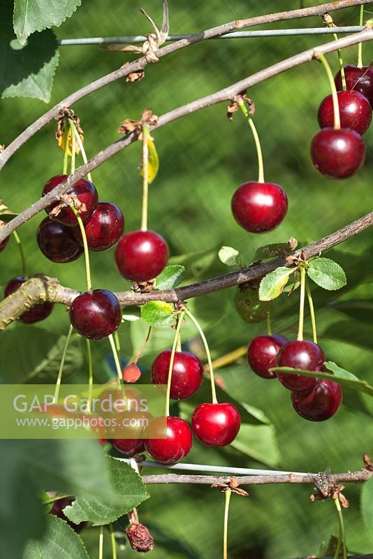 Prunus cerasus - Sour Cherry 'Morello'