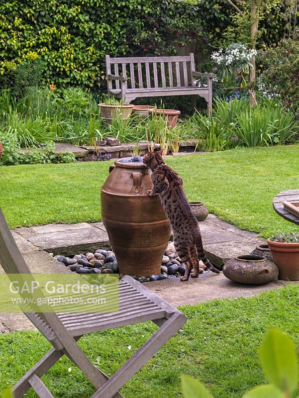 Visiting Bengal cat drinks from the bubbling pitcher water feature.