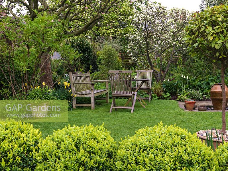 45m x 12m town garden. View over box balls to table and chairs beneath apple trees, edged in beds of tulips and perennials. 