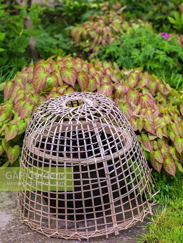 Woven basketware seedling protector sit over a pot to protect it from birds.