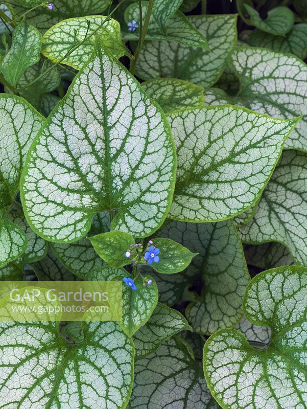 Brunnera macrophylla 'Jack Frost', a rhizomatous perennial with silvered, ornamental leaves and tiny blue flowers in spring.