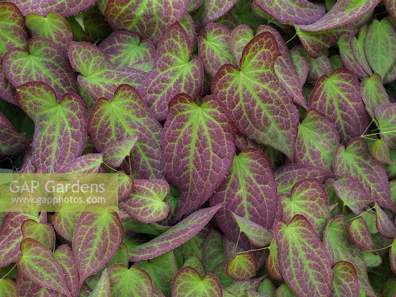 Epimedium x rubrum, Bishop's Mitre or Barrenwort, a deciduous perennial with beautifully marked leaves and, in spring