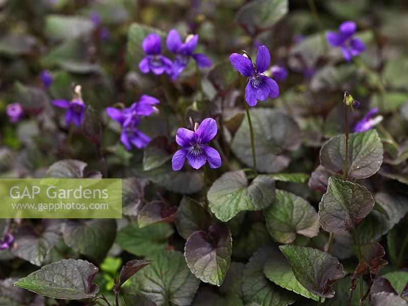 Viola labradorica, Labrador violet, a semi-evergreen perennial with kidney-shaped leaves and purple flowers in spring.
