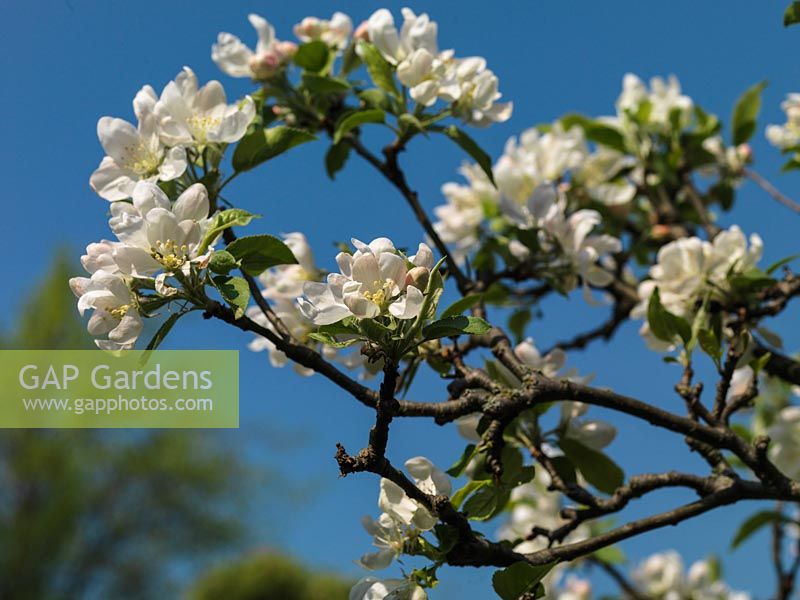 Malus - An old apple tree is smothered in pink and white blossom in spring.