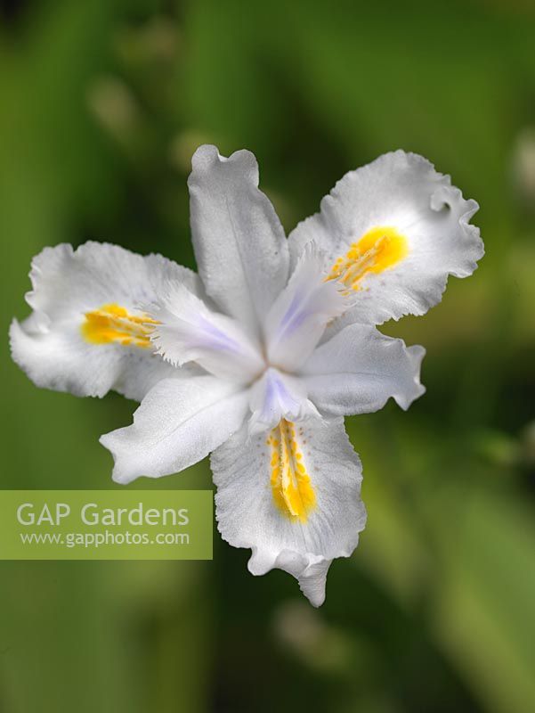 Iris confusa, a tiny white crested iris