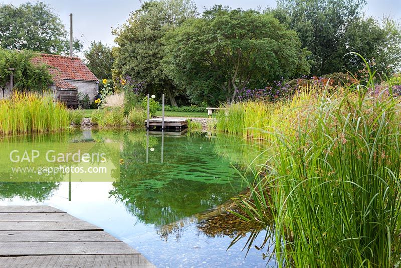 View of a swimming pond surrounded with aquatic plants in a garden. 